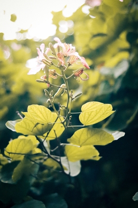 紫荆花小清新图片摄影